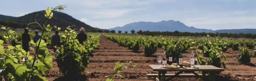 Mesa de cata en un viñedo con botellas y copas, con filas de vides y montañas al fondo.