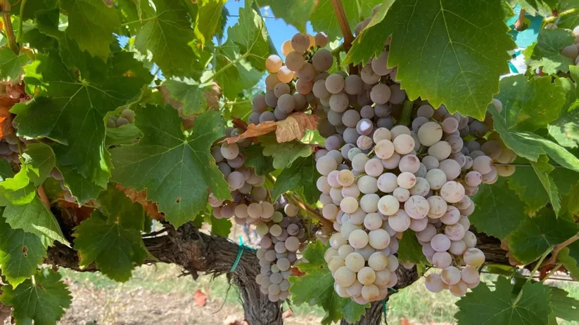 Racimos de uvas claras entre hojas verdes de la vid.