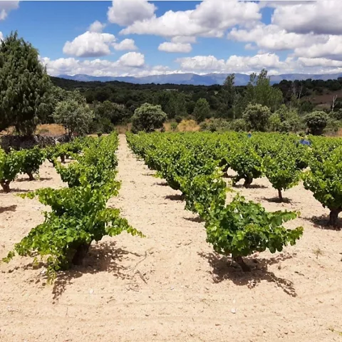 Viñedo ordenado sobre terreno seco con montañas al fondo.