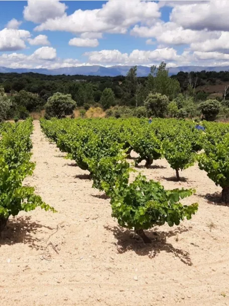 Viñedo ordenado sobre terreno seco con montañas al fondo.