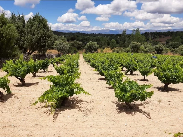 Viñedo ordenado sobre terreno seco con montañas al fondo.