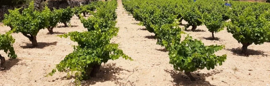 Viñedo ordenado sobre terreno seco con montañas al fondo.