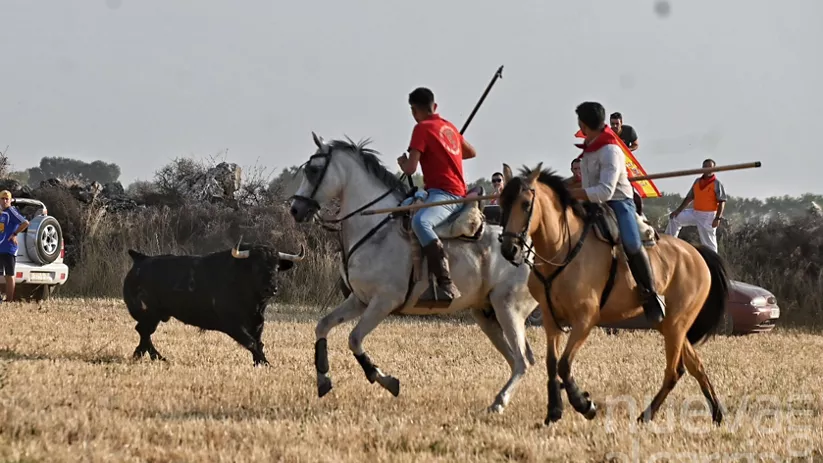 Jinetes a caballo guiando toro en encierro por el campo.