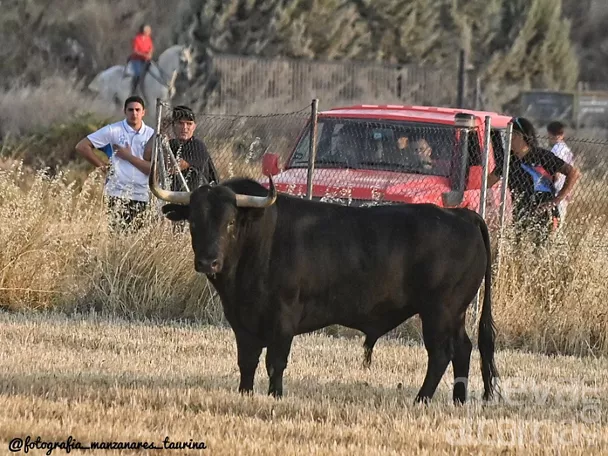 Toro bravo en campo durante festejo popular.