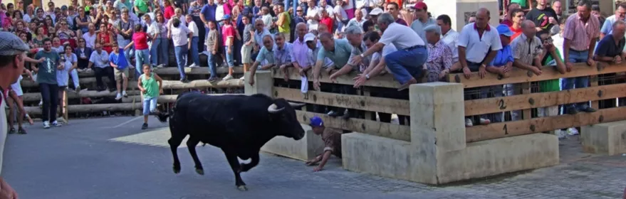 Toro corre por plaza vallada ante numeroso público.