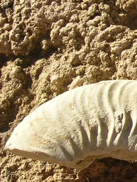 Fósiles incrustados en roca sedimentaria