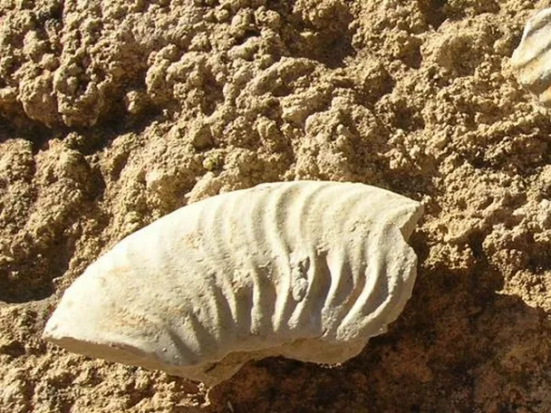 Fósiles incrustados en roca sedimentaria