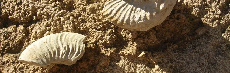 Fósiles incrustados en roca sedimentaria