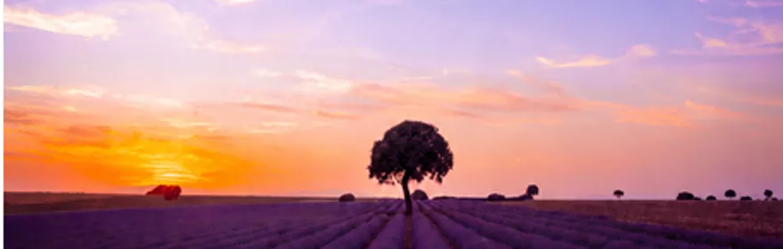 Cartel floración de la lavanda