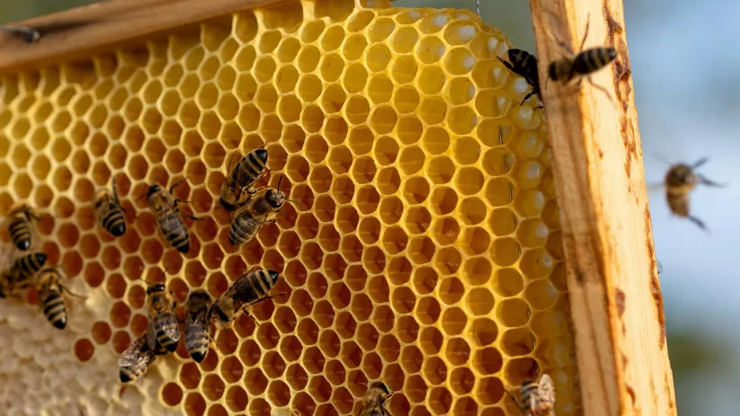 Abejas trabajando en panal natural.