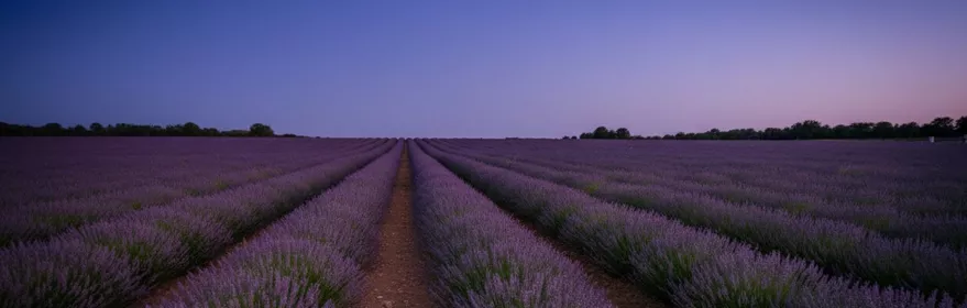 Campos de flores moradas al atardecer.