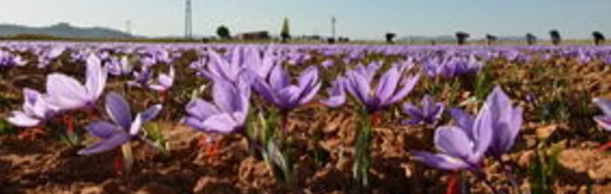 Campo de flores moradas en primer plano con paisaje rural al fondo.