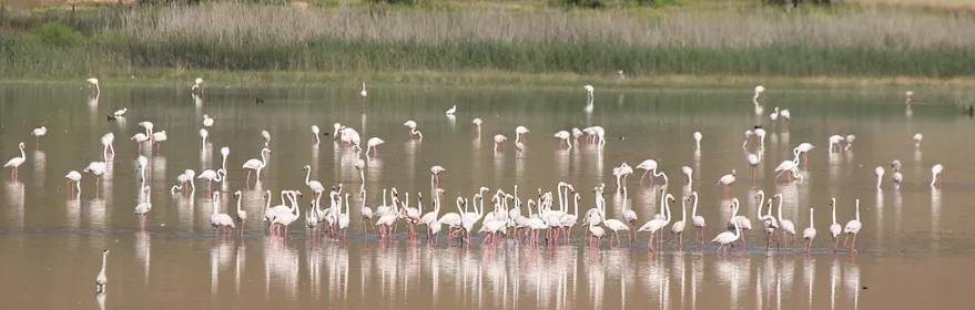 Grupo numeroso de flamencos en laguna poco profunda