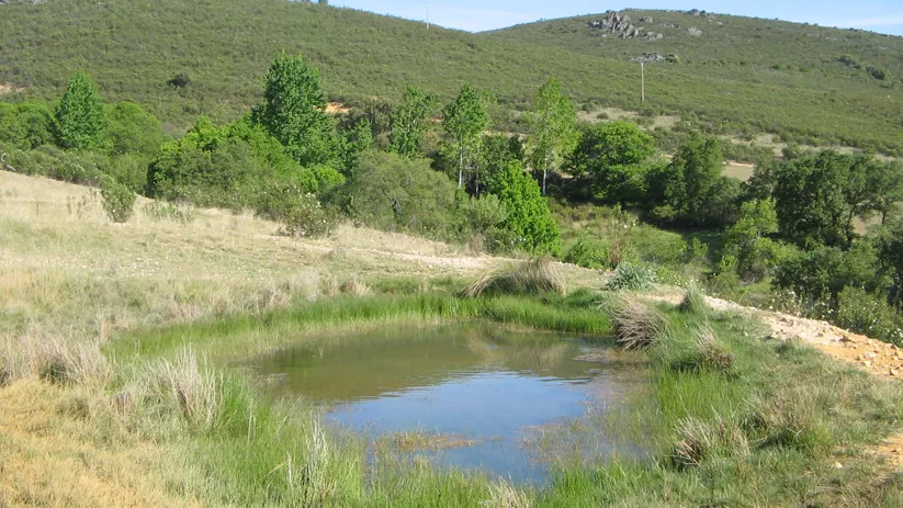 Paisaje frondoso y verde
