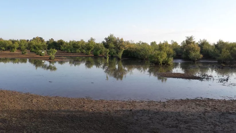 Lámina de agua rodeada de arbolado natural