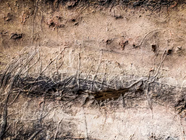 Grabados animales sobre roca caliza