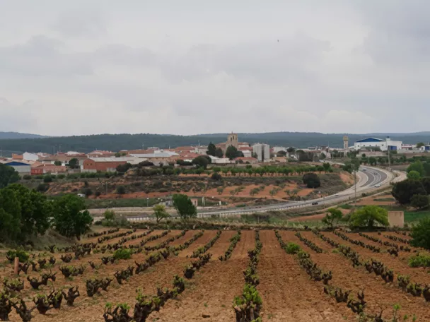 Vista del casco urbano con viñedos en primer plano