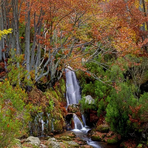 Cascada pequeña rodeada de bosque en otoño.