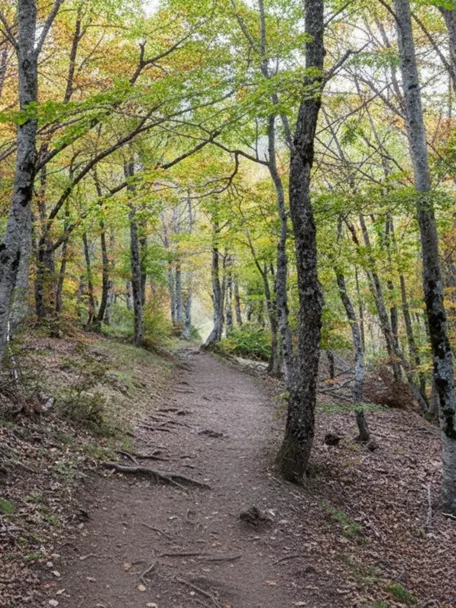 Sendero de tierra entre árboles con hojas otoñales.