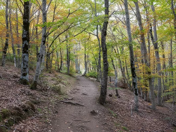 Sendero de tierra entre árboles con hojas otoñales.