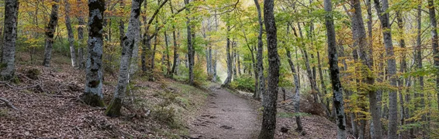 Sendero de tierra entre árboles con hojas otoñales.
