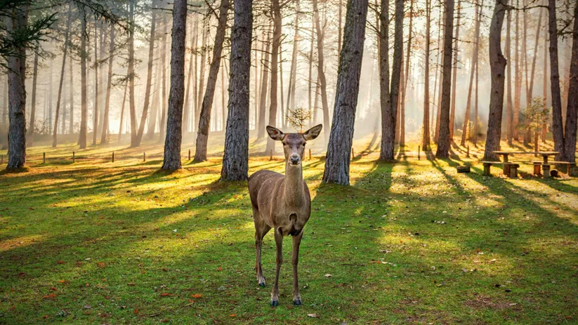 Naturaleza de Castilla-La Mancha