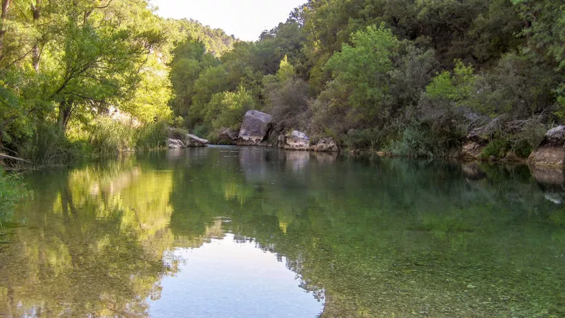 Poza de agua cristalina entre vegetación.