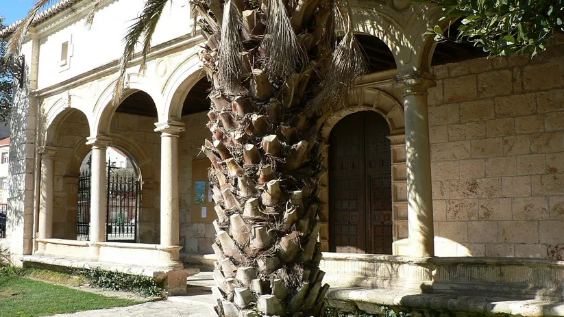 Claustro porticado de piedra con arcos y palmera en primer plano