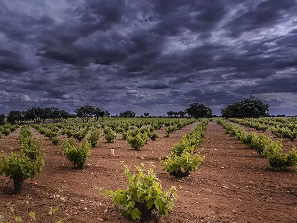 Viñedos bajo cielo nublado con hileras de cepas en el campo