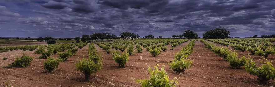 Viñedos bajo cielo nublado con hileras de cepas en el campo