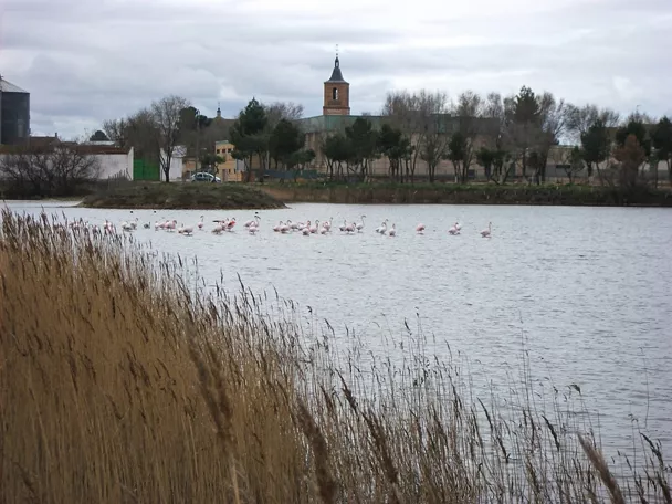 Laguna con aves acuáticas y vegetación de ribera