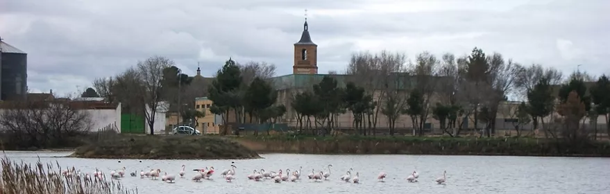 Laguna con aves acuáticas y vegetación de ribera
