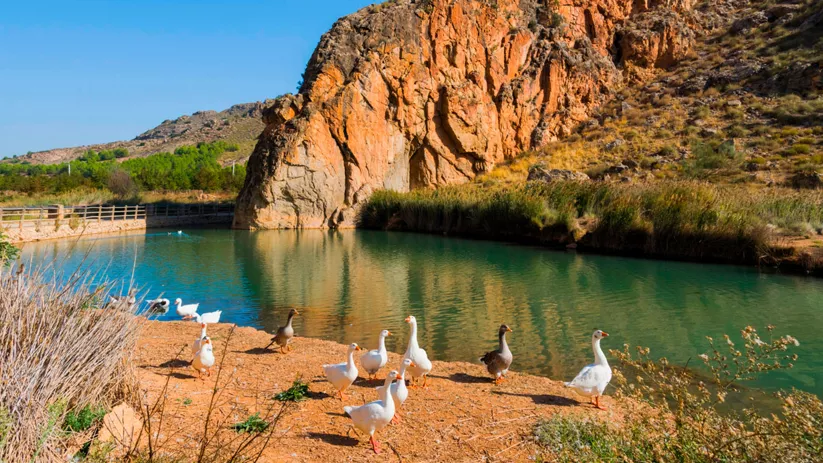 Laguna con patos y montaña