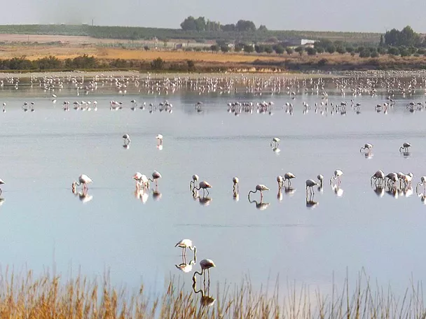 Laguna con aves acuáticas y paisaje manchego abierto.