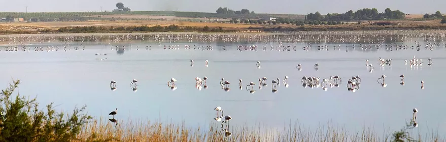 Laguna con aves acuáticas y paisaje manchego abierto.