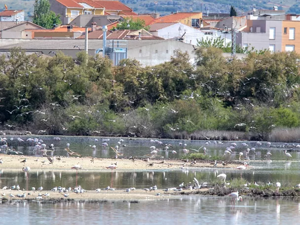 Aves acuáticas en laguna con vegetación y casas al fondo