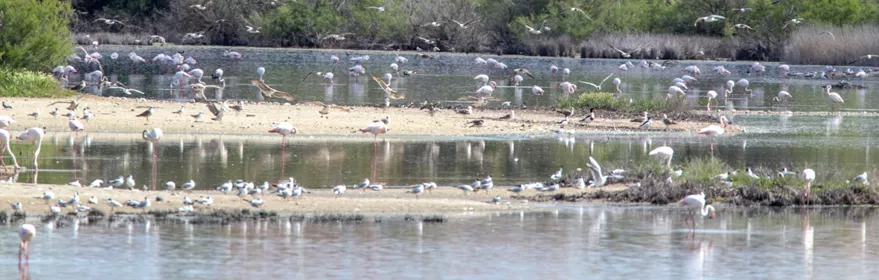 Aves acuáticas en laguna con vegetación y casas al fondo