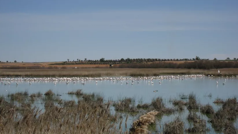 Aves acuáticas agrupadas en aguas tranquilas