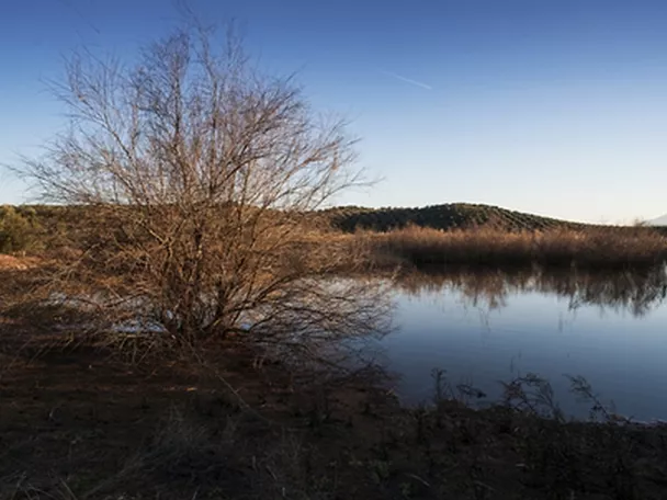 Laguna con vegetación palustre al atardecer