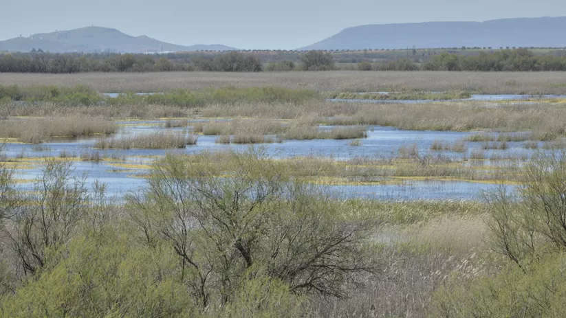 Humedal con lagunas y vegetación dispersa