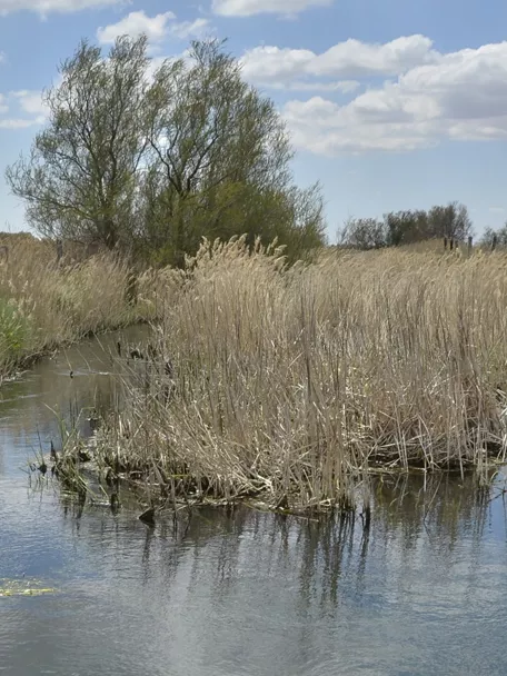 Canal de agua entre carrizos y vegetación