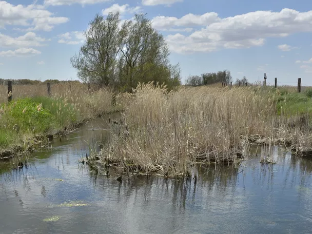 Canal de agua entre carrizos y vegetación