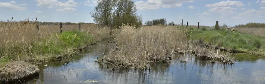 Canal de agua entre carrizos y vegetación