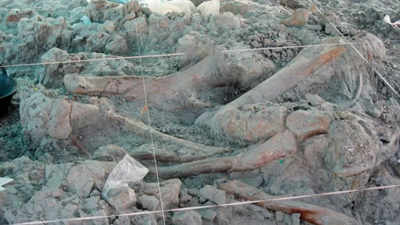 Esqueleto fósil entre sedimentos.