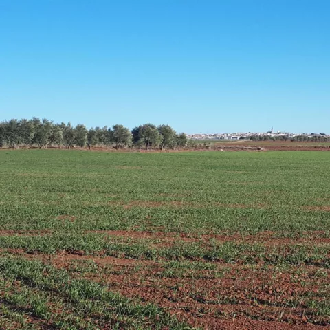 Campo de cultivo verde con horizonte despejado