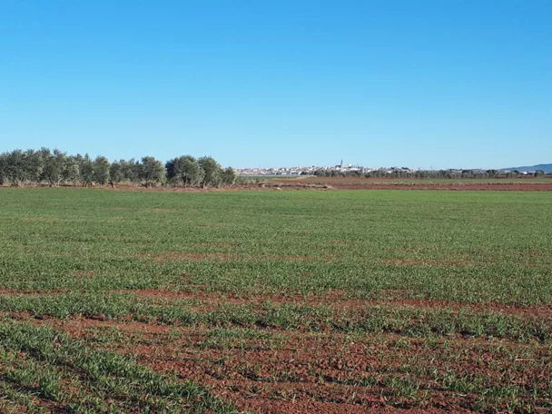 Campo de cultivo verde con horizonte despejado