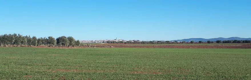 Campo de cultivo verde con horizonte despejado