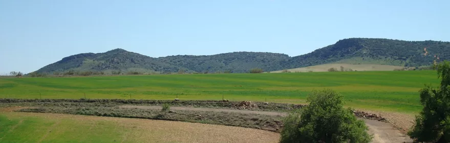 Llanura verde con colinas suaves bajo un cielo despejado.