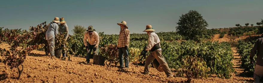 Trabajadores vendimiando en viñedos de paisaje seco