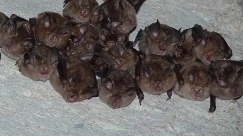 Grupo de murciélagos colgados en fila sobre superficie clara.